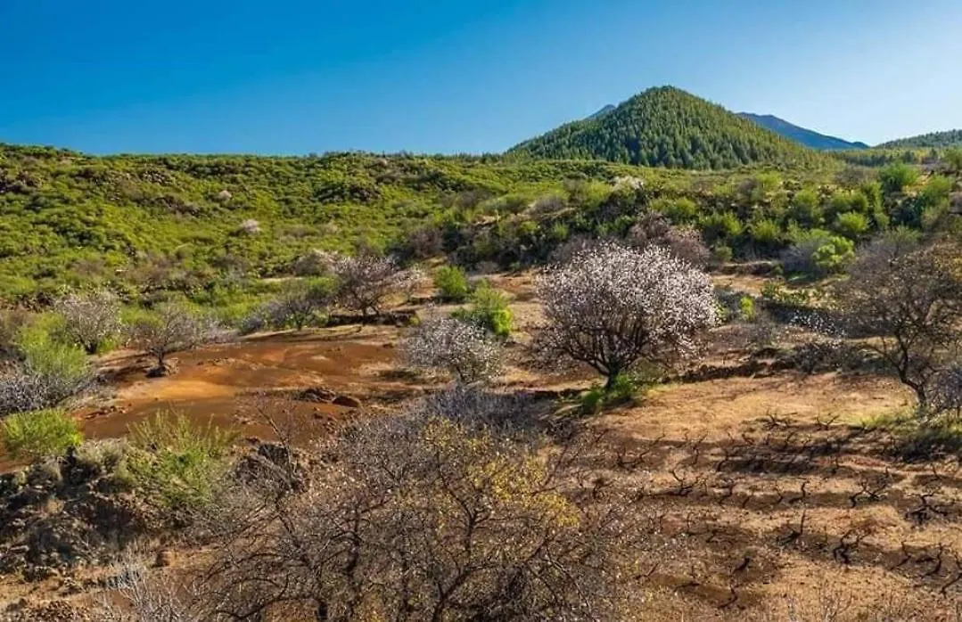 El Arado De Paco Villa Santiago Del Teide