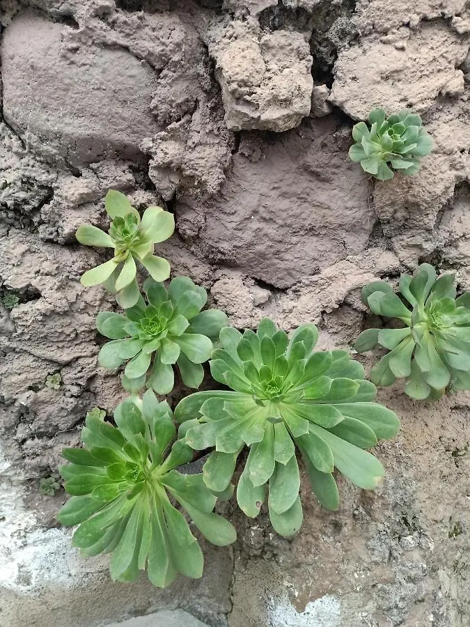Dom wakacyjny Willa El Arado De Paco Santiago del Teide
